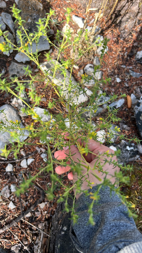 Odontites viscosus observed 2026-10-02