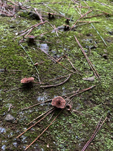 Coltricia cinnamomea observed 2026-10-02