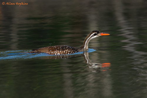 African Finfoot