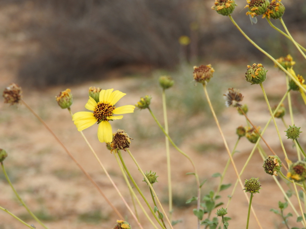 Encelia asperifolia