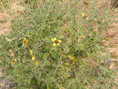 Encelia asperifolia