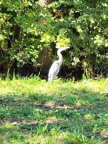 Grey Heron