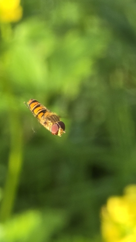 Marmalade Hover Fly