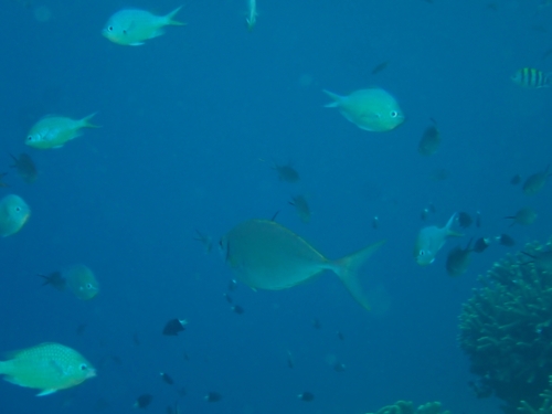 Siganus argenteus observed 2026-10-01