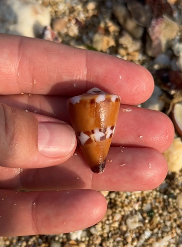 Conus capitaneus observed 2026-10-02