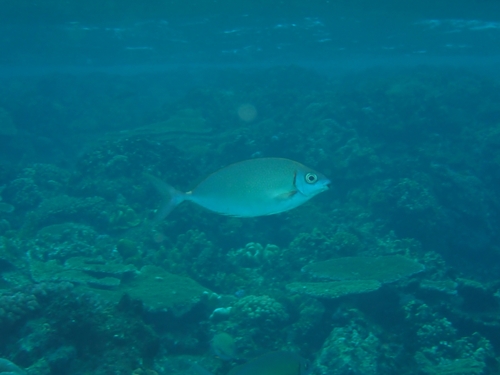 Siganus argenteus observed 2026-10-01