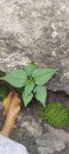 Laportea interrupta observed 2026-10-02