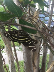 Heliconius charithonia