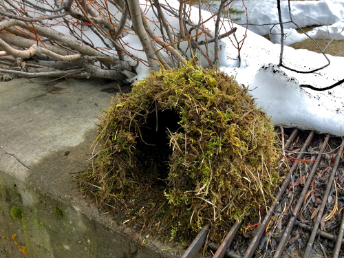 iNaturalist observation photo of American Dipper