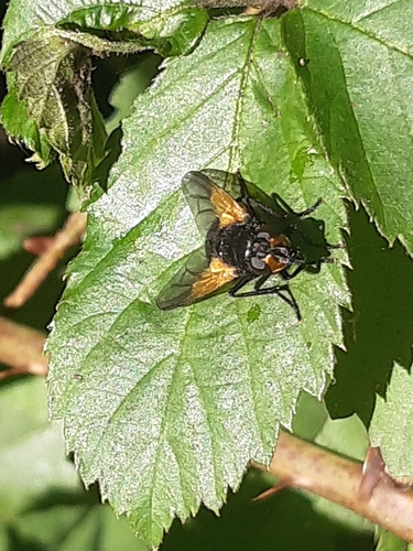 Noon Fly