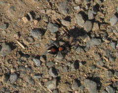 Atillum callidulum