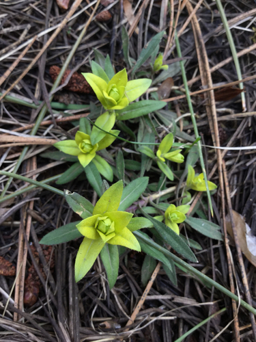 iNaturalist observation photo of Mustard Flower Rust
