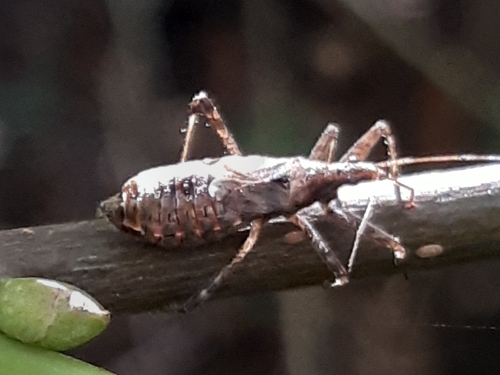 Tree Damsel Bug