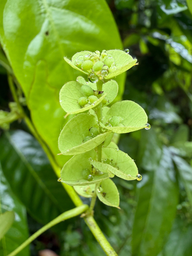 Cissampelos pareira observed 2026-10-01