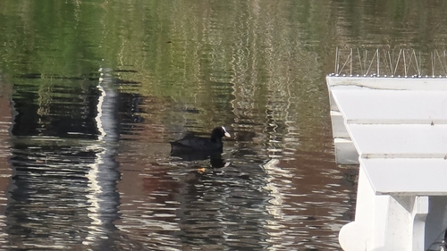 Eurasian Coot