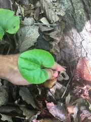 Hexastylis shuttleworthii