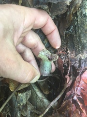 Hexastylis shuttleworthii