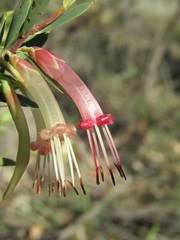Styphelia triflora