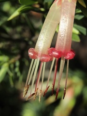 Styphelia triflora