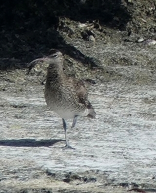 Numenius phaeopus