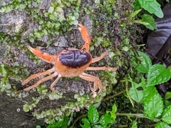 Geothelphusa bicolor
