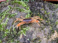 Geothelphusa bicolor
