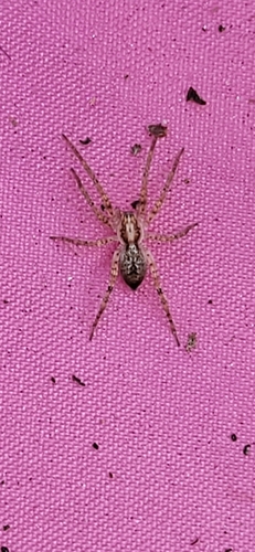 Buzzing Spider, Bilthoven, Rembrandtlaan, 3723 BJ Bilthoven, Nederland, photo 10 of 10