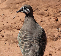Geophaps scripta