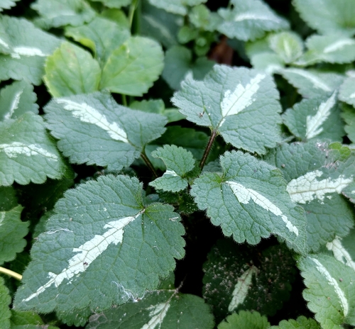 Spotted deadnettle
