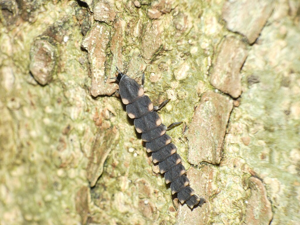 European Glow-worm