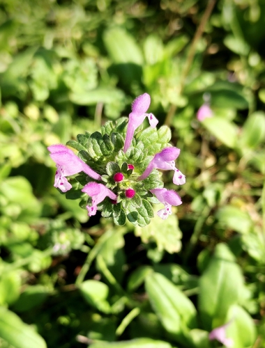 henbit deadnettle