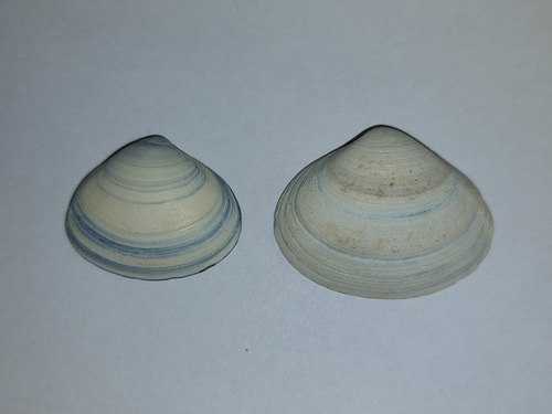 Solid Surfclam, Rotterdam, Nederland, photo 8 of 10