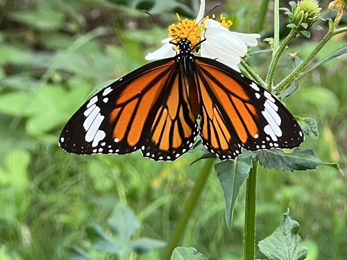 Common Tiger Butterfly