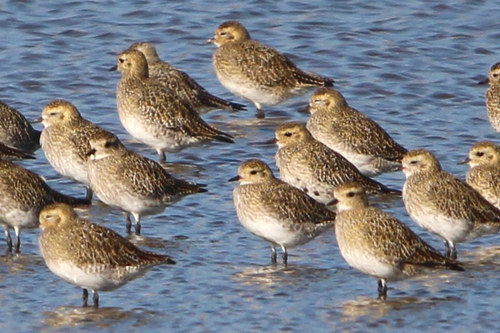 European Golden-Plover
