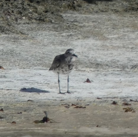 Pluvialis squatarola