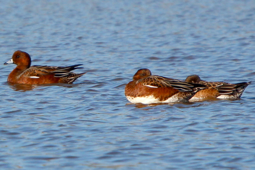 Eurasian Wigeon