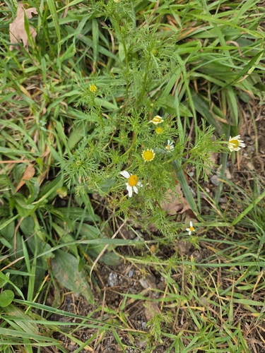 Anthemis cotula observed 2026-10-01