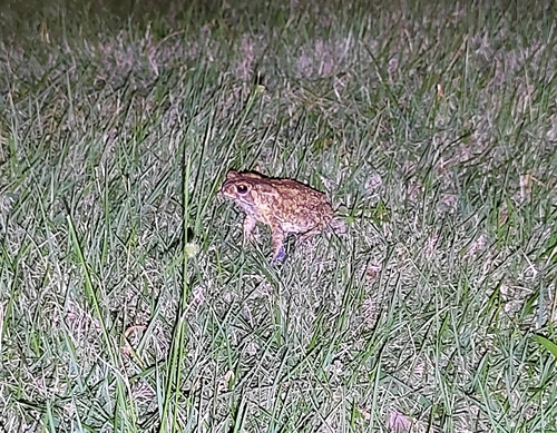 Asian Common Toad