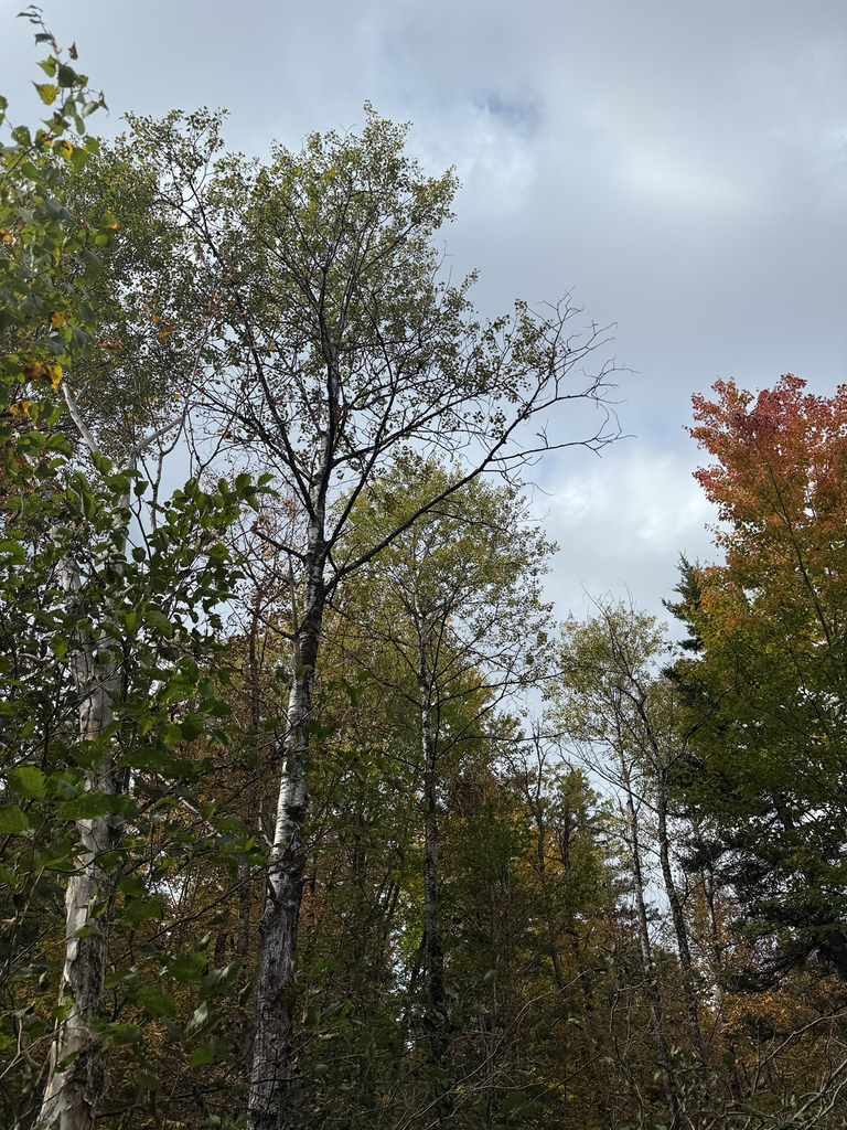 Tall birches with thinning tops and green leaves, and one maple at the edge gone red and orange.
