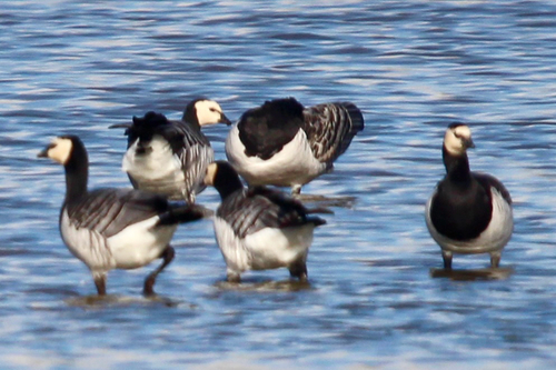 Barnacle Goose