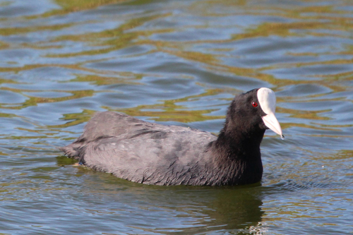 Eurasian Coot