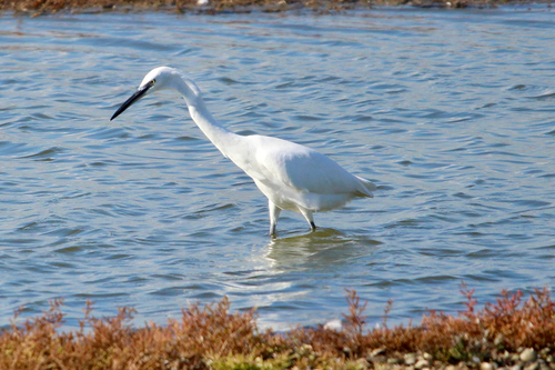 Little Egret