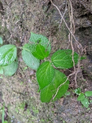 Boehmeria pilosiuscula