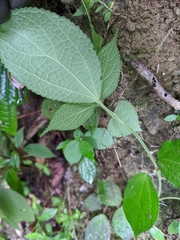 Boehmeria pilosiuscula