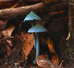 Entoloma virescens