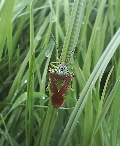 Hawthorn Shield Bug