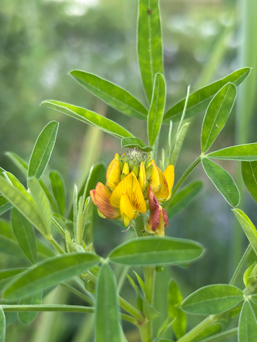 Crotalaria goreensis observed 2026-10-02