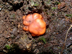Zelleromyces