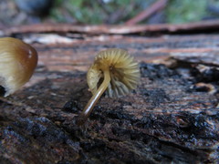 Mycena nargan