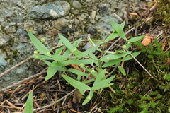 Moehringia macrophylla